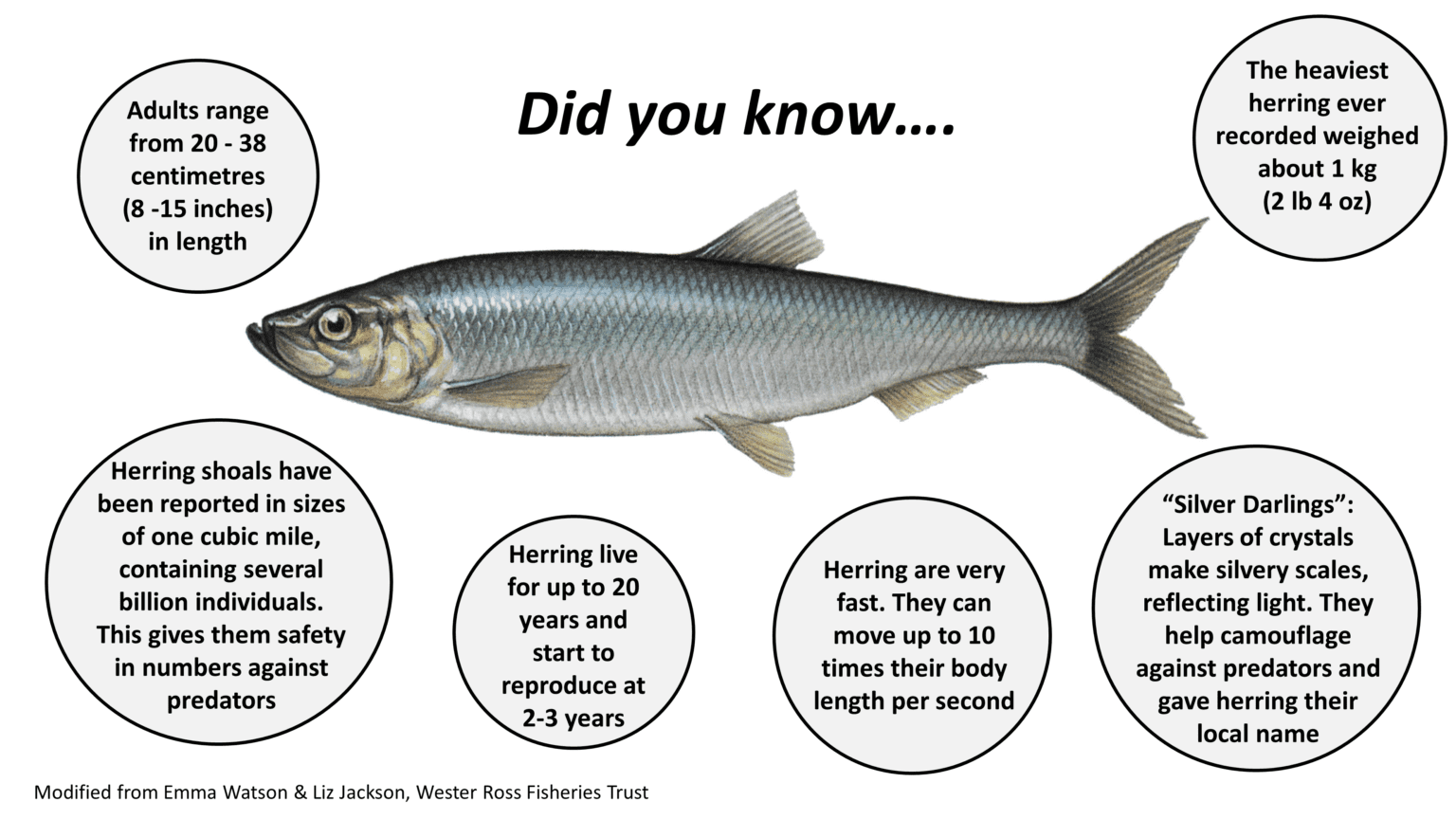 Life History Scottish Herring