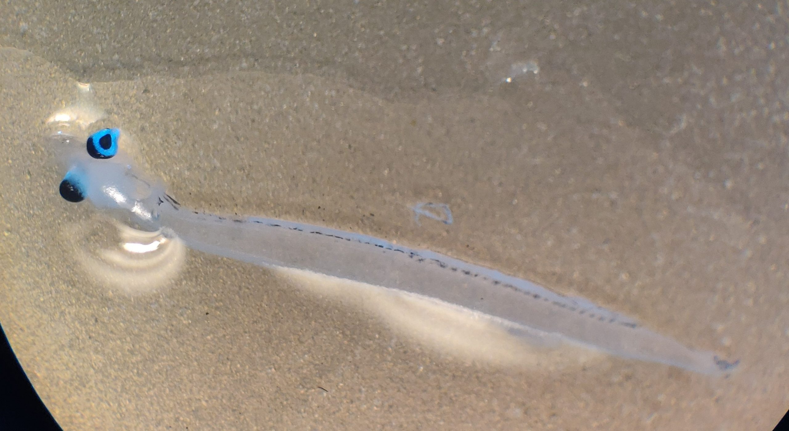 Clupeid larvae sampled from a kayak off the Wester Ross coast. © Dr Shraveena Venkatesh