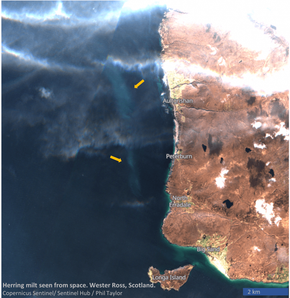 West coast herring spawning ground, seen from space, surveyed by WOSHH with local partners
